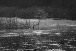 waterlogged