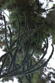 treestacular