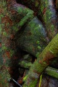 natures design